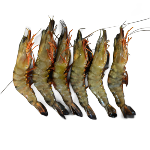 Black Tiger Shrimps (Frozen)