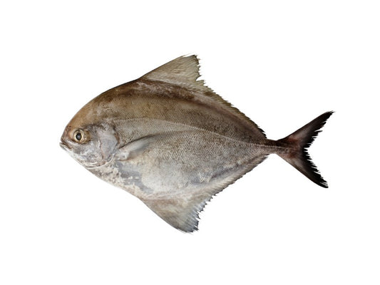 Black Pomfret (Fresh)