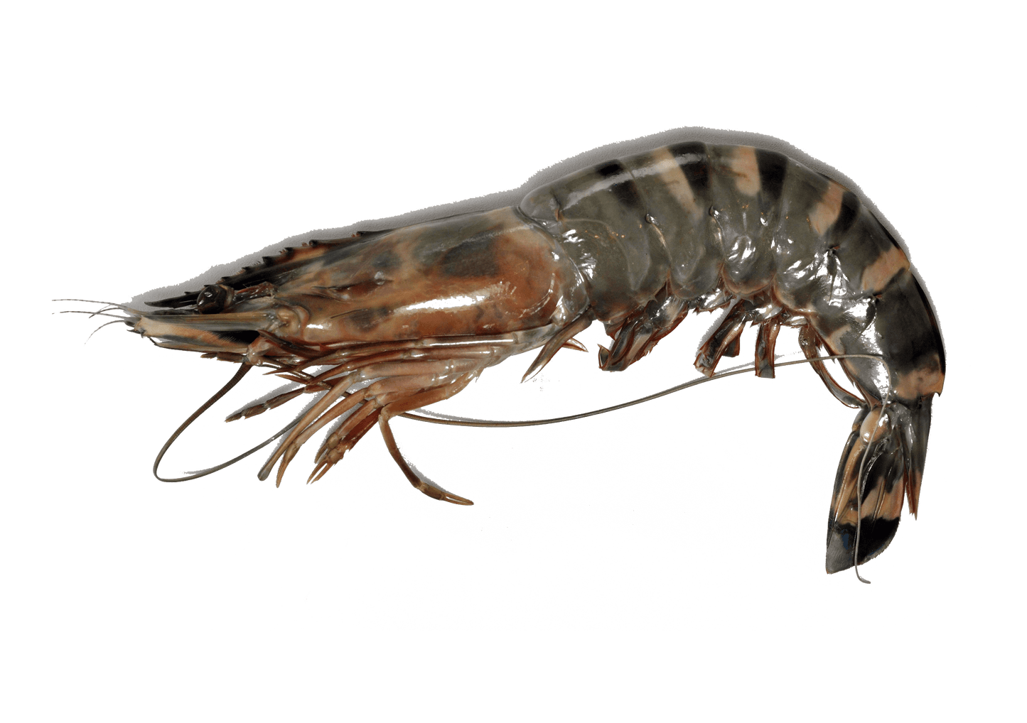 Black Tiger Shrimps (Frozen)